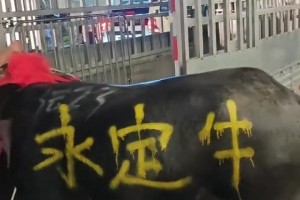 永定大水牛一头！田洋牛棚要扩建了！